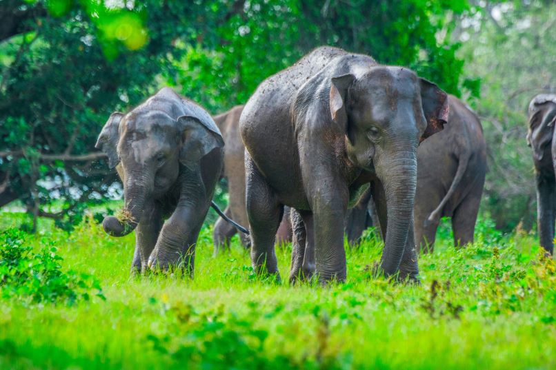 wildlife of Srilanka